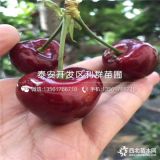 紅蜜櫻桃苗哪里有賣、紅蜜櫻桃苗多少錢一棵