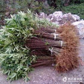 一手貨源品種純正獅子頭花椒苗 清地處理小規(guī)格大紅袍花椒苗