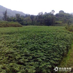 山东果树基地0.6-1.2米无刺花椒苗 一手货源价格优惠无刺花椒苗