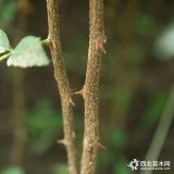 低价供应高产保收九叶青花椒苗 果树直销适合南北方种植大红袍花椒苗