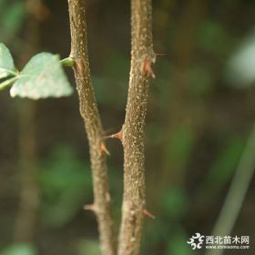 1公分狮子头花椒苗 狮子头花椒苗种植时间