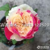 风月月季 风月月季小苗 带营养杯小苗月季花