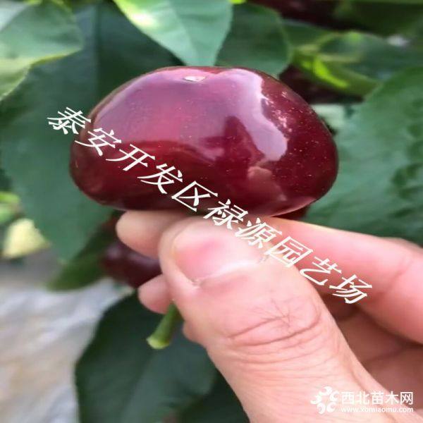 岱红樱桃苗