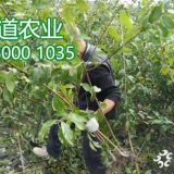 青脆李苗报价,1-6公分青脆李子苗种植基地