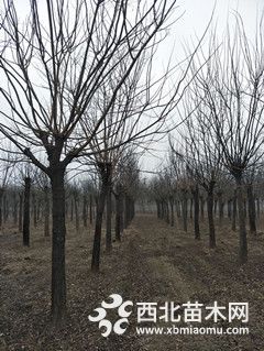 大國槐樹12公分/15公分國槐樹/20公分國槐價格