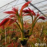 2公分紅香椿樹苗 紅香椿樹苗貨源充足