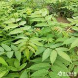 大量批发1公分香椿苗 香椿苗种植时间