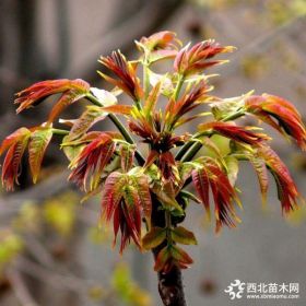 基地供應2公分紅香椿樹苗 紅香椿樹苗當年結果