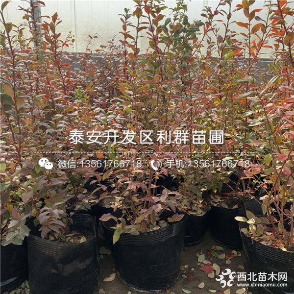 蓝莓苗、新品种蓝莓苗、山东蓝莓苗基地