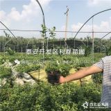 藍莓樹苗、藍莓樹苗多少錢一棵、藍莓樹苗基地