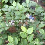 山东蓝莓树苗、山东蓝莓树苗价格多少、山东蓝莓树苗基地