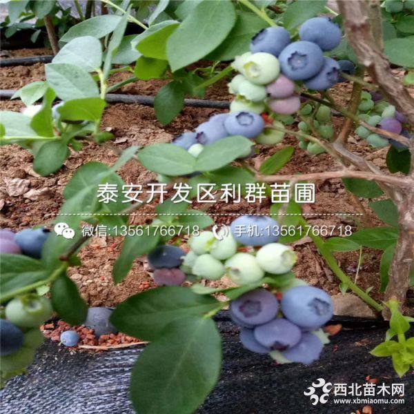 蓝莓树苗、蓝莓树苗出售、蓝莓树苗基地