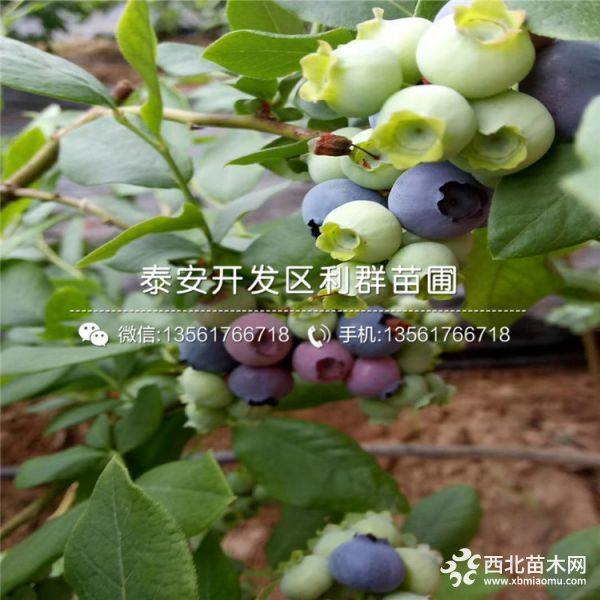 蓝莓树苗、蓝莓树苗出售、蓝莓树苗基地