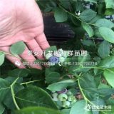 2019年蓝莓苗、蓝莓苗价格多少、蓝莓苗新品种