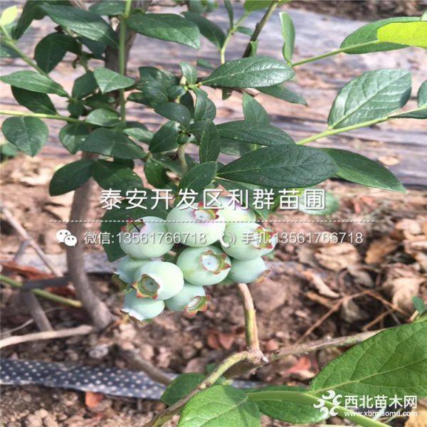 2019年蓝莓苗报价、今年蓝莓苗价格是多少