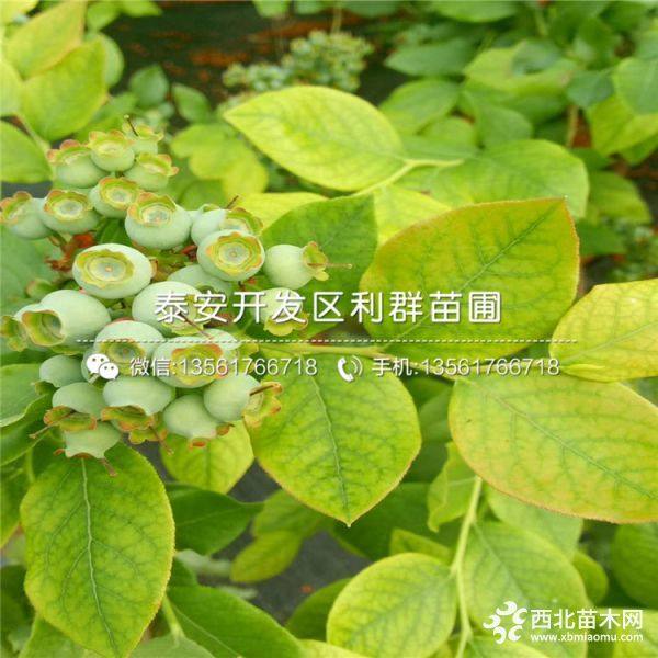 藍莓苗、藍莓苗批發(fā)