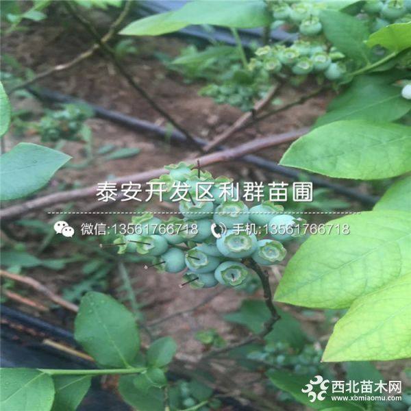 2019年蓝莓树苗价格、蓝莓树苗多少钱一棵