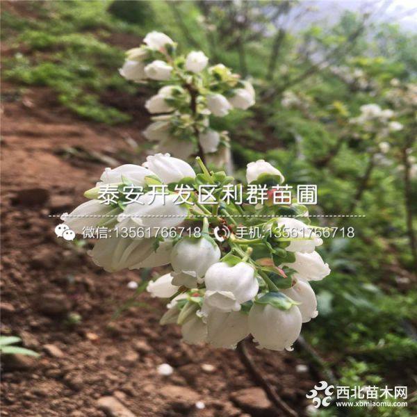 藍莓苗、藍莓苗多少錢一棵