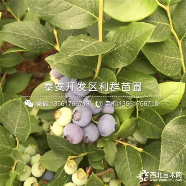 蓝莓树苗、蓝莓树苗出售、蓝莓树苗价格