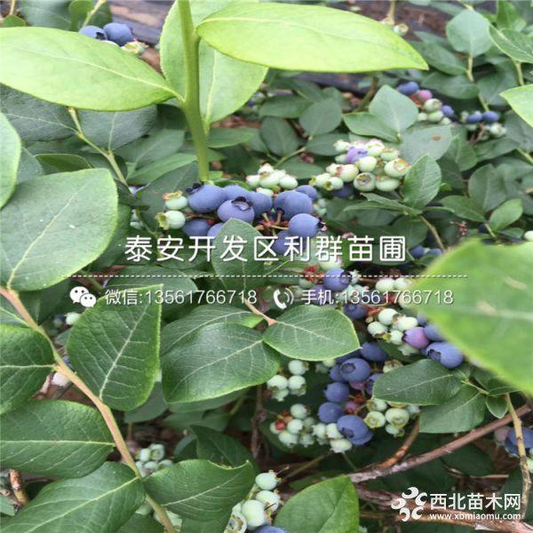 蓝莓树苗批发、蓝莓树苗价格、蓝莓树苗基地