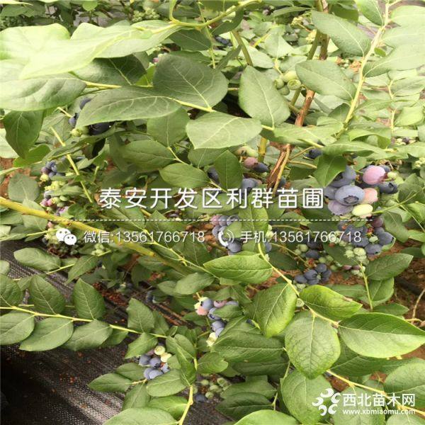 蓝莓树苗、蓝莓树苗价格、山东蓝莓树苗基地