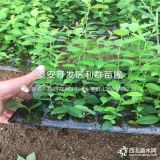 康维尔蓝莓苗、康维尔蓝莓树苗、康维尔蓝莓树苗价格