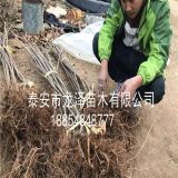 吉塞拉樱桃苗品种 桑德拉玫瑰樱桃苗