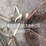 3公分樱桃树苗品种  3公分布鲁克斯樱桃树苗价格