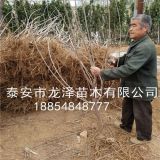 樱桃苗批发基地 布鲁克斯樱桃苗