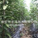 樱桃苗价格 樱桃苗基地 矮化桑德拉玫瑰樱桃苗