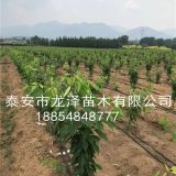 哪里有卖樱桃苗 俄罗斯8号樱桃苗