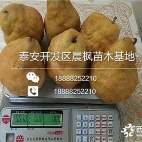 我想买苏脆一号梨树苗、苏脆一号梨树苗批发基地