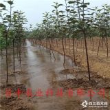 哪里有嫁接苹果苗 出售新品种苹果树苗 2公分早熟苹果树苗批发