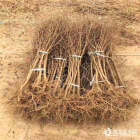 山东石榴苗基地、石榴苗什么价格