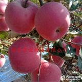 哪里賣蘋果樹苗 3公分紅肉蘋果樹苗哪里有賣的出售價(jià)格多少錢