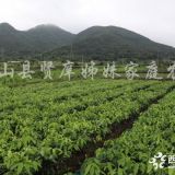 一年生紅美人愛媛28號柑橘樹苗，浙江象山基地直銷