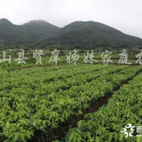 一年生紅美人愛媛28號柑橘樹苗，浙江象山基地直銷