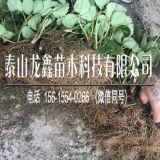 佐贺清香草莓苗批发价格.