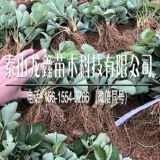 脱毒小白草莓苗育苗基地、