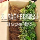 脱毒草莓苗批发价格、