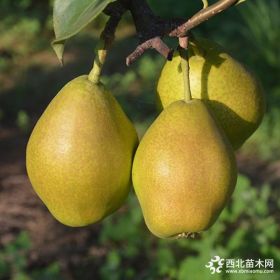 豐產(chǎn)梨苗具體種植管理技術(shù)