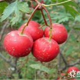 山楂苗報(bào)價(jià)  二年山楂苗價(jià)格