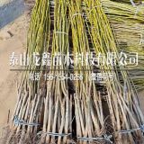 强特核桃树苗强特核桃树苗基地、