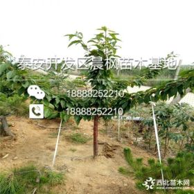 红灯樱桃苗批发基地矮化樱桃苗种植红灯樱桃苗批发基地