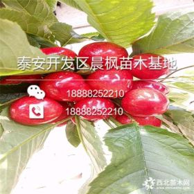 珊瑚香槟樱桃苗多少钱一棵美早樱桃苗出售珊瑚香槟樱桃苗多少钱一棵