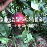 中油4号桃树苗多少钱、