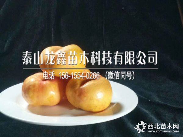 中油8号桃树苗