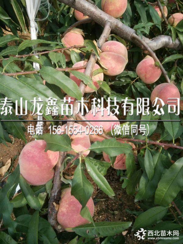 新黄金蜜3号桃树苗