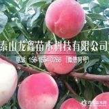 夏甜桃树苗便宜价格、