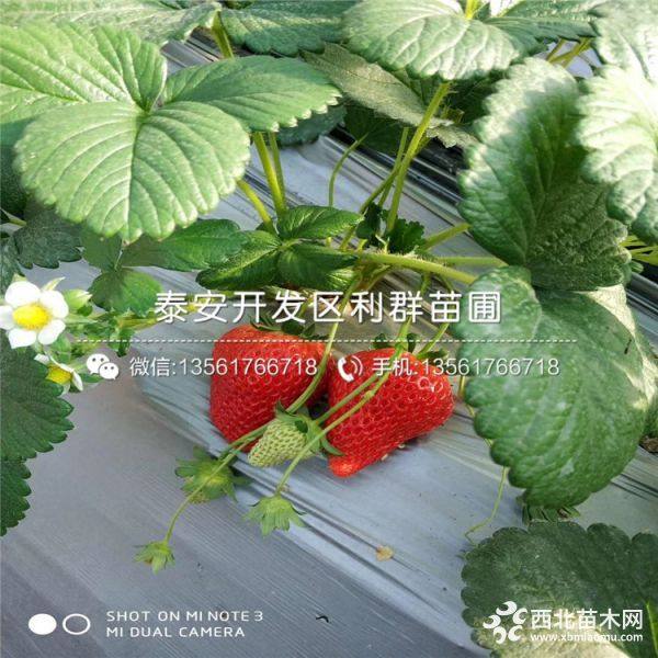 红颜草莓苗、红颜草莓苗品种、红颜草莓苗多少钱一棵